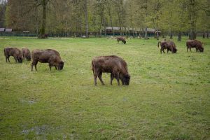 Co można zobaczyć w Białowieży?